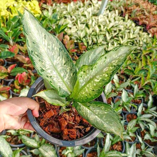 Dieffenbachia UDOMSAP