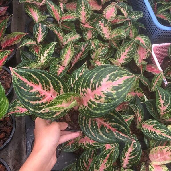 Aglaonema SAB MAHA NAKORN
