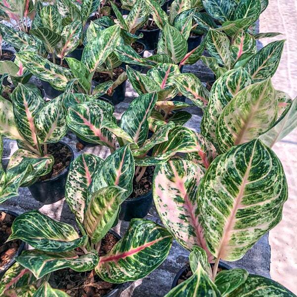 Aglaonema TIGER