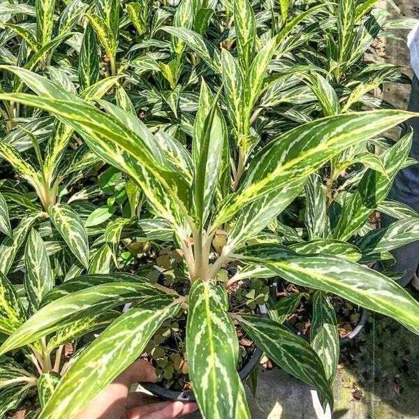 Aglaonema BAI THONG