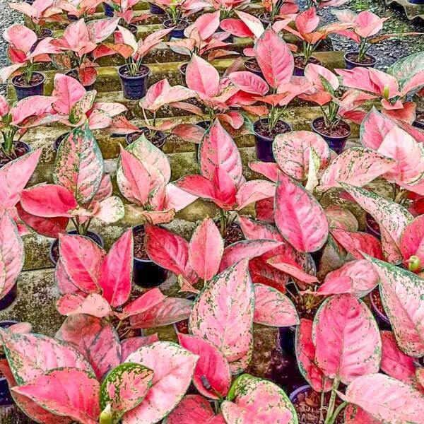 Aglaonema BIG APPLE