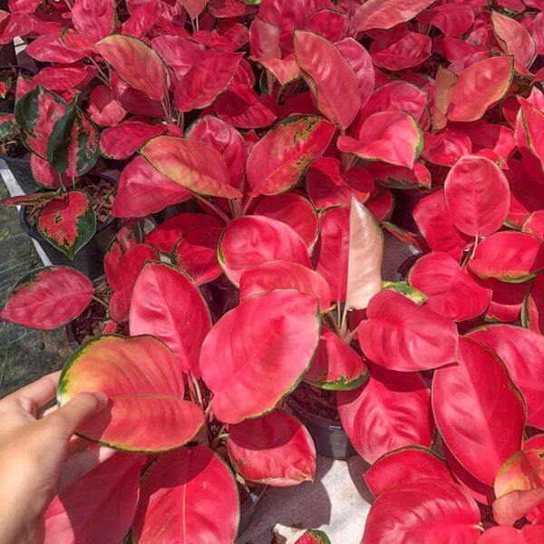 Aglaonema CHANG DAENG (RED ELEPHANT) ROUND LEAF