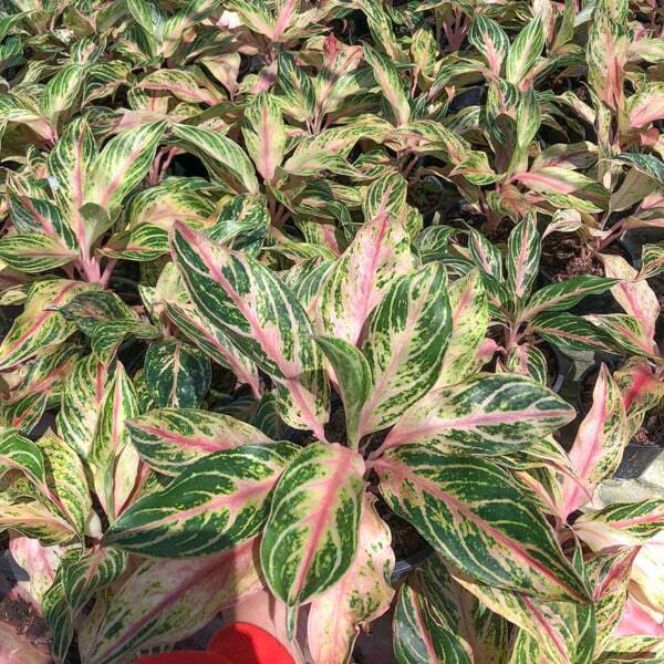 Aglaonema KWAK MAHA MONGKON