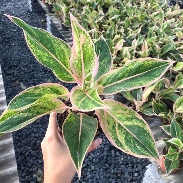 Aglaonema PLOY CHOMPHU
