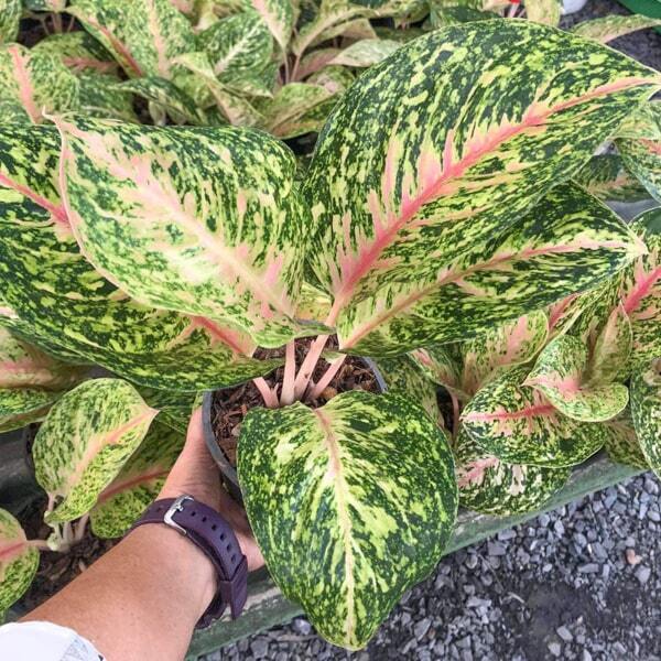 Aglaonema SAMPAO THONG