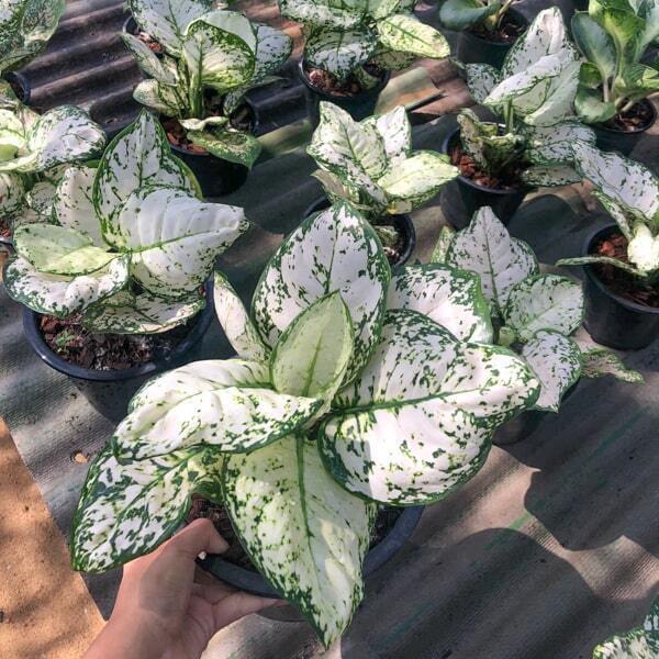 Aglaonema ANYAMANEE GULAP