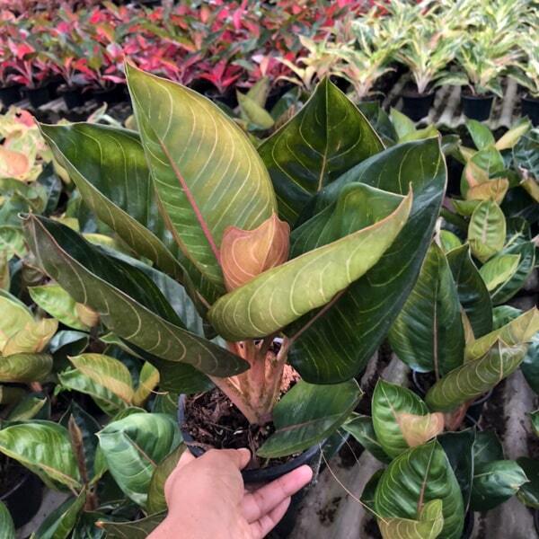 Aglaonema MOONLIGHT BLACK