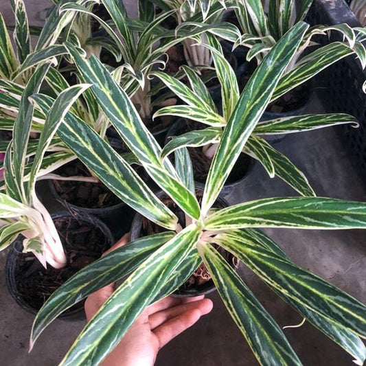 Aglaonema SEDTHEE RUANG KHAO