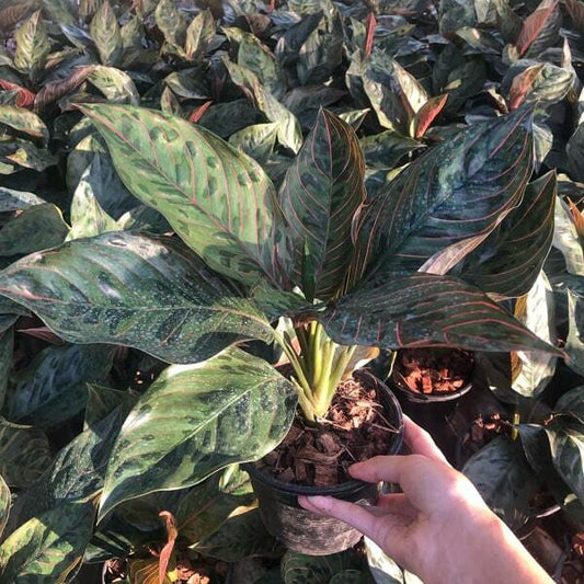 Aglaonema RED ARMY