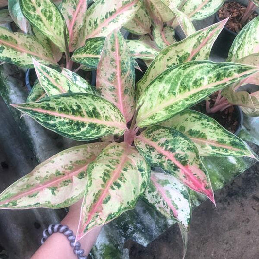 Aglaonema ALADIN
