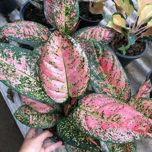 Aglaonema RUBY