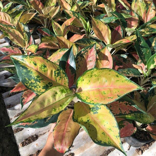 Aglaonema COCHIN ORANGE
