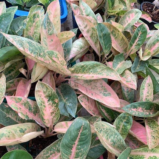Aglaonema PINK BANANA