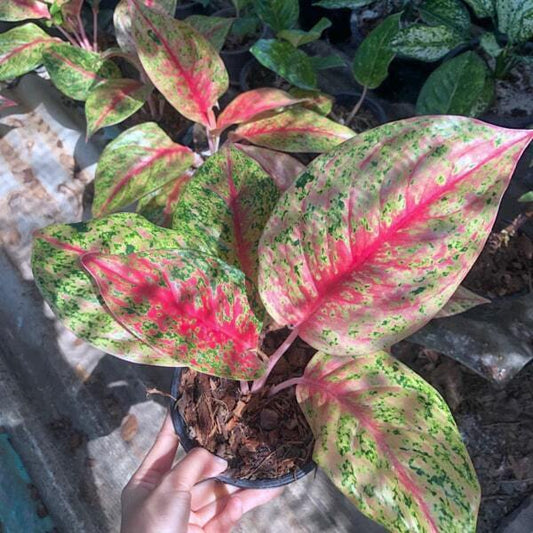 Aglaonema SI AMPHON