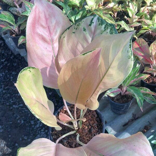 Aglaonema AMAZON (GOLDEN LOVE)