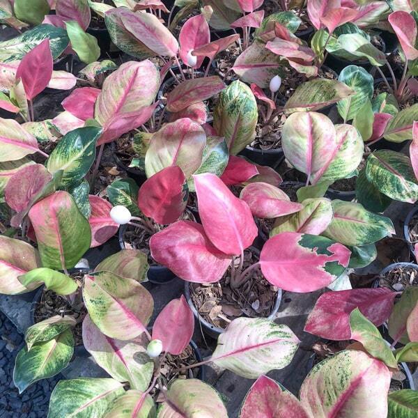 Aglaonema MISS WORLD