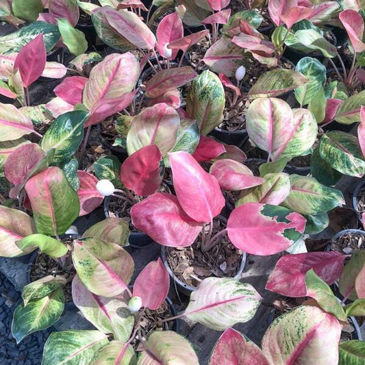 Aglaonema MISS WORLD