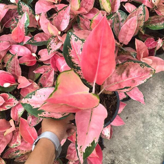 Aglaonema DIAMOND PINK