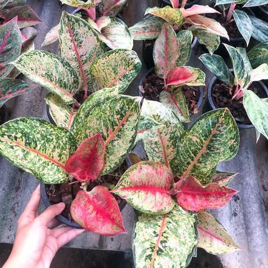 Aglaonema DRAGON CROWN