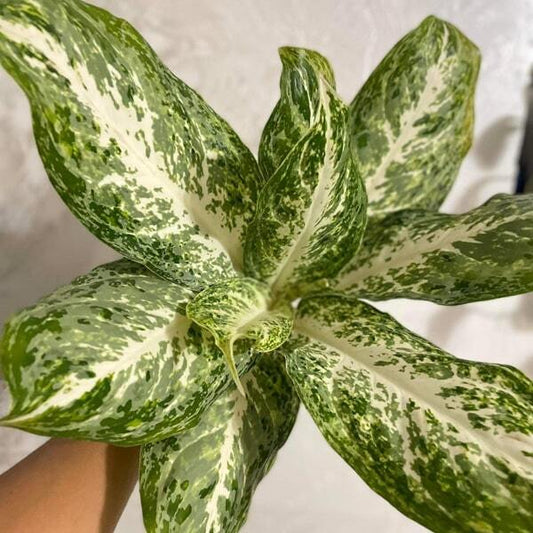 Aglaonema SAB PANYA