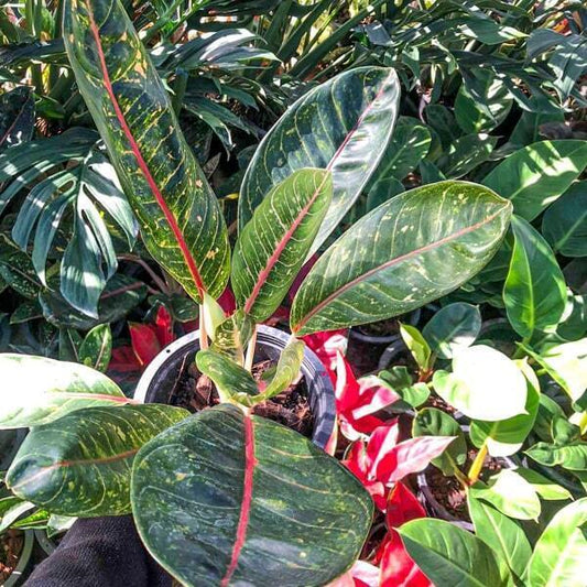 Aglaonema KU BANGLANG OLD
