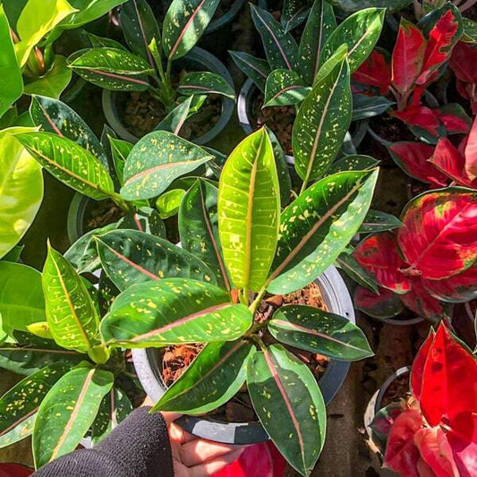 Aglaonema KU BANGLANG NEW