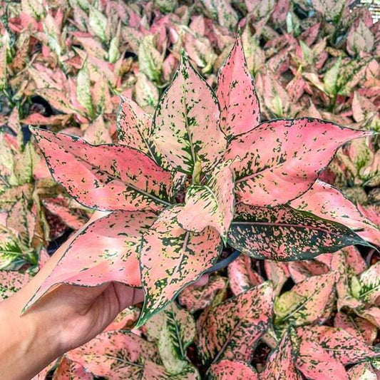 Aglaonema KAMKOON ORANGE NEW