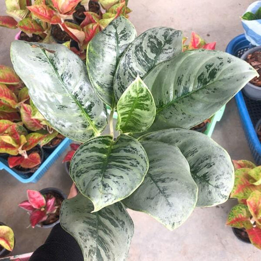 Aglaonema IKKYUSAN