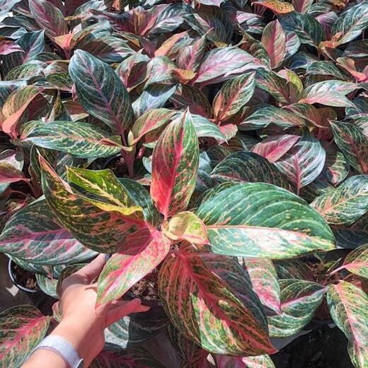 Aglaonema MISS THAILAND