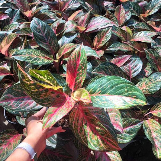 Aglaonema MISS THAILAND