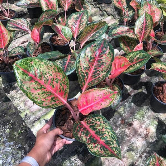 Aglaonema 40 KARAT