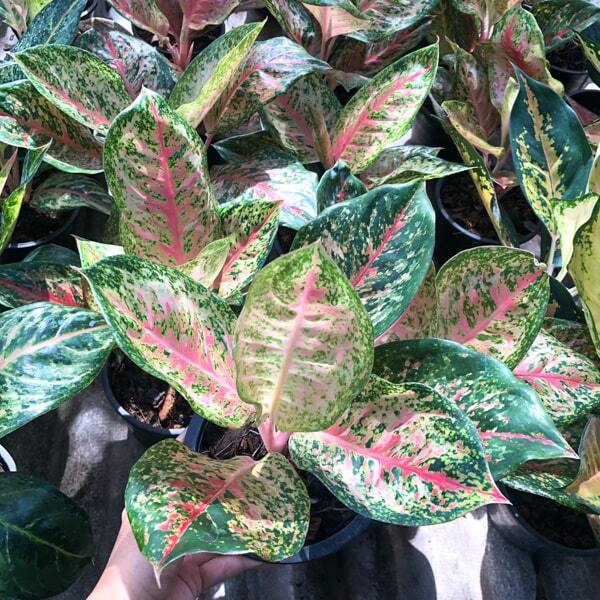 Aglaonema 9 KARAT