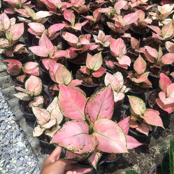 Aglaonema BABY PINK