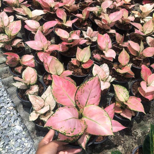 Aglaonema BABY PINK