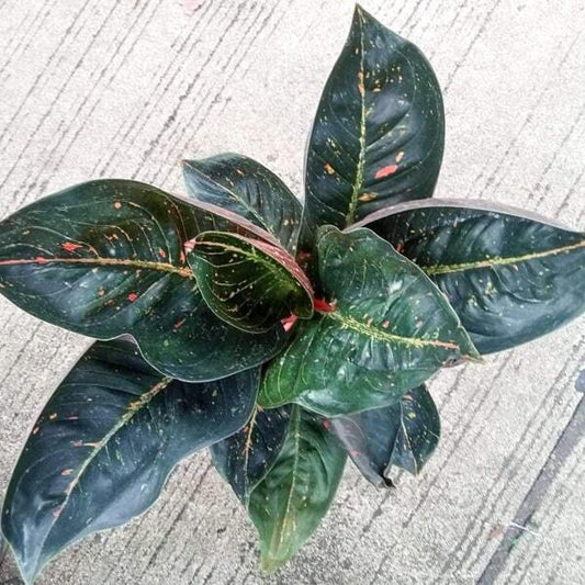 Aglaonema BLACK TIARA