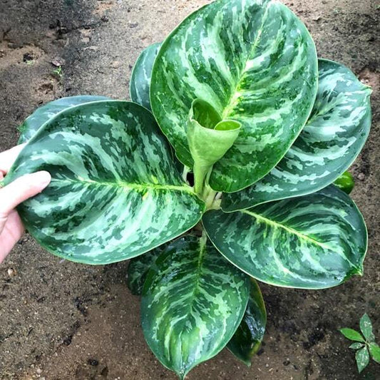 Aglaonema COBRA