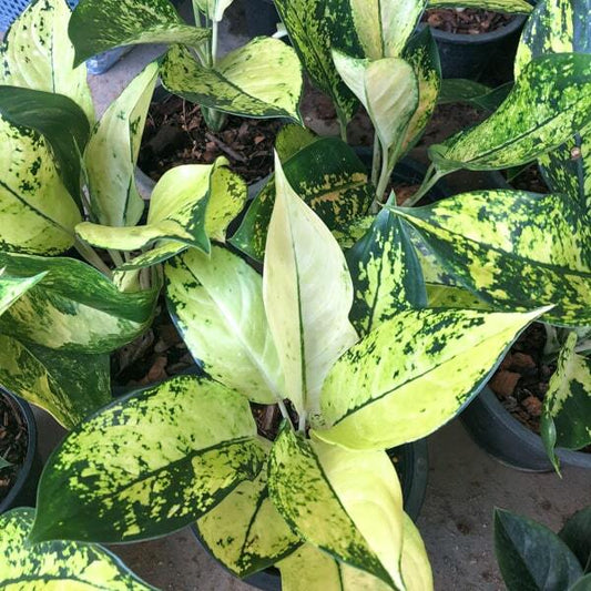 Aglaonema COCHIN YELLOW