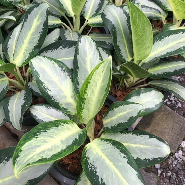 Aglaonema CHANG PUAK NUMCHAI