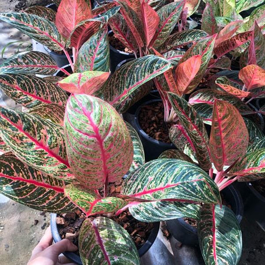 Aglaonema DIANA
