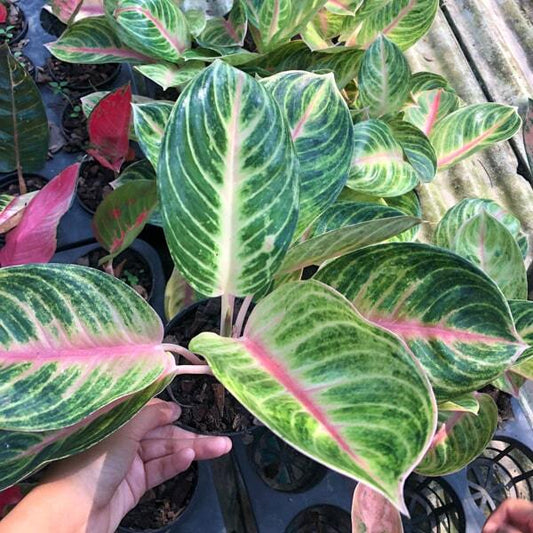 Aglaonema EMBER (THONG SIAM)