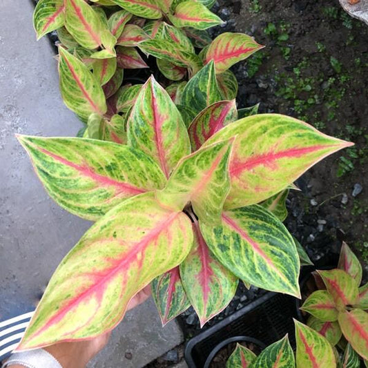 Aglaonema FULL HOUSE