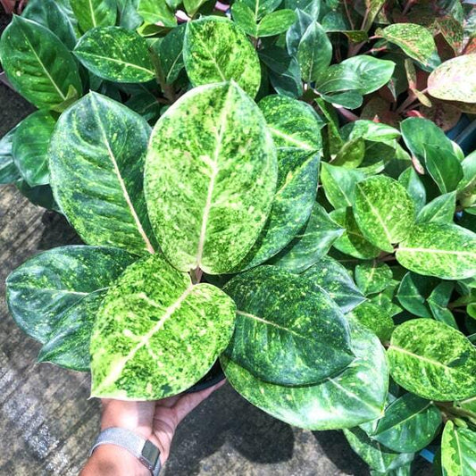 Aglaonema GAMLAI YOK (GREEN EMERALD)