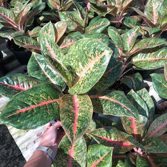 Aglaonema HARLEY QUINN