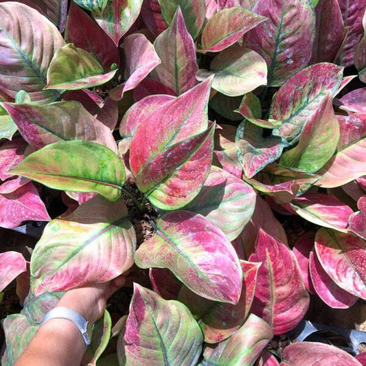 Aglaonema HENG HENG HENG RED