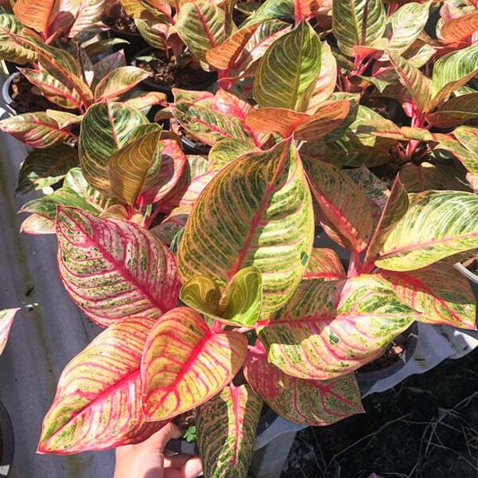 Aglaonema HUGES