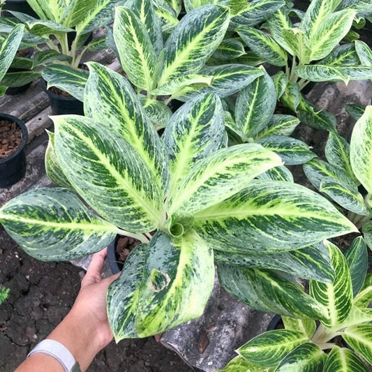 Aglaonema SOMBOON POONSUK (LEMON LIME)