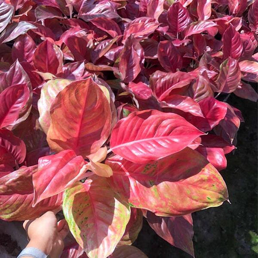 Aglaonema LAK SAB PINK