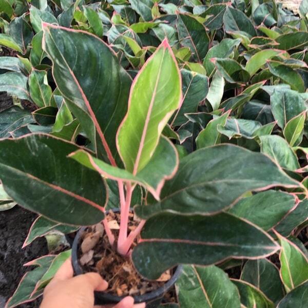 Aglaonema HAPPY GIRL