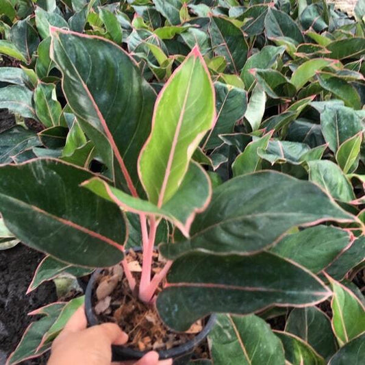 Aglaonema HAPPY GIRL