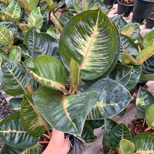 Aglaonema MOONLIGHT ECLIPSE